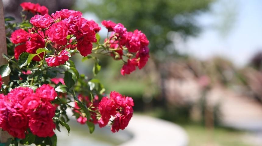 &Ccedil;i&ccedil;ek gibi belediyecilik