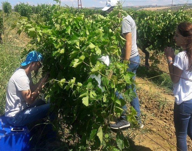 Tekirdağ’da üzüm çeşidini arttıracak projede sona gelindi