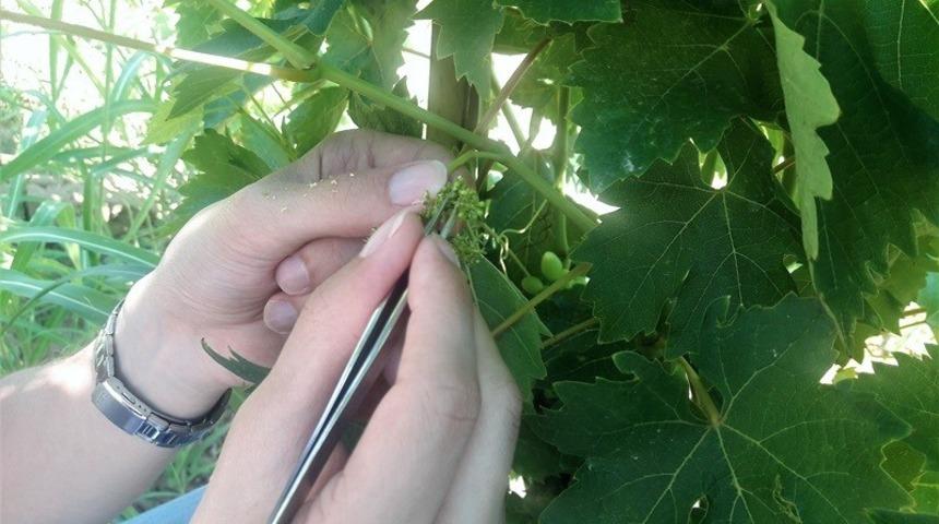 Tekirdağ&rsquo;da &uuml;z&uuml;m &ccedil;eşidini arttıracak projede sona gelindi