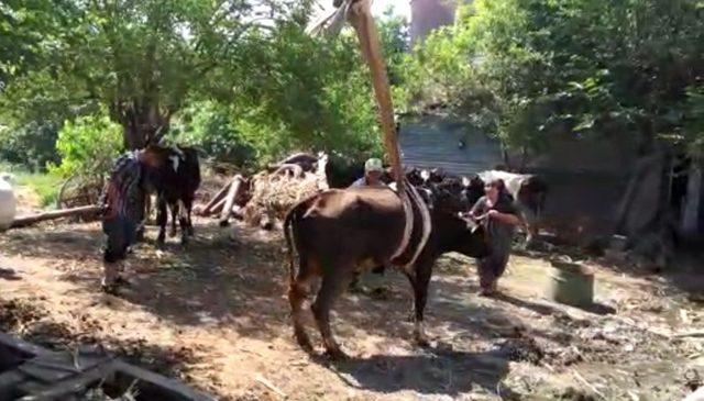 Tarım aletine sıkışan ineği CANKUR kurtardı