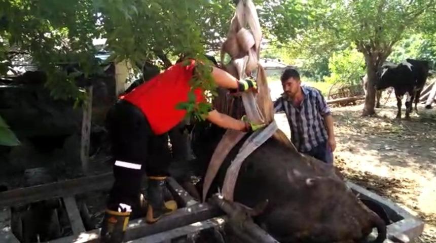 Tarım aletine sıkışan ineği CANKUR kurtardı