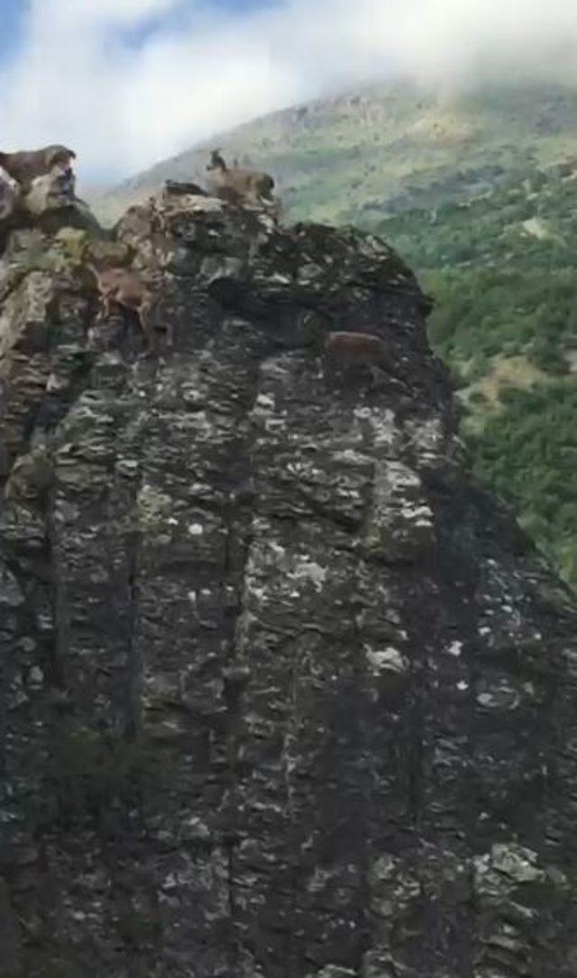 Şelale yolu ve kayalıklarda yaban keçleri görüntülendi