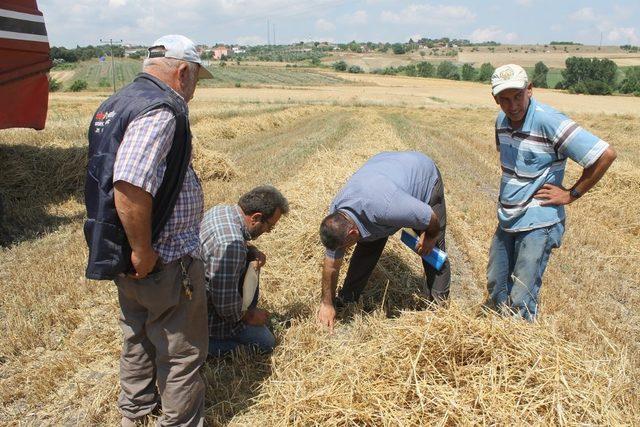 Buğdayda dane kaybına karşı denetim yapılıyor