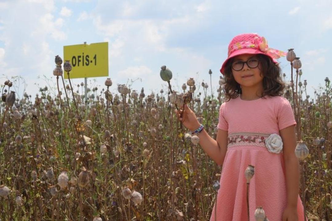 Denizli&rsquo;nin 2019&rsquo;daki haşhaş &uuml;retim hedefi 13 bin 500 ton