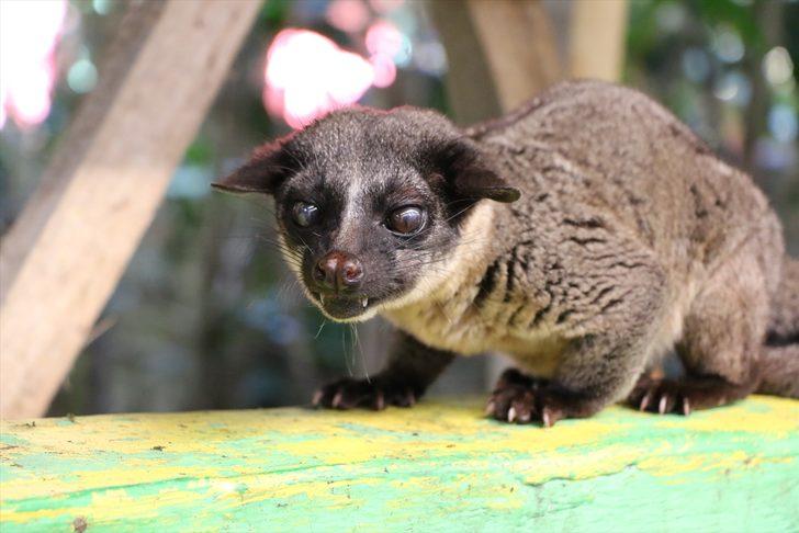 Kedi dışkısından üretilen kahve! Kopi Luwak�ın kilosu bin dolara