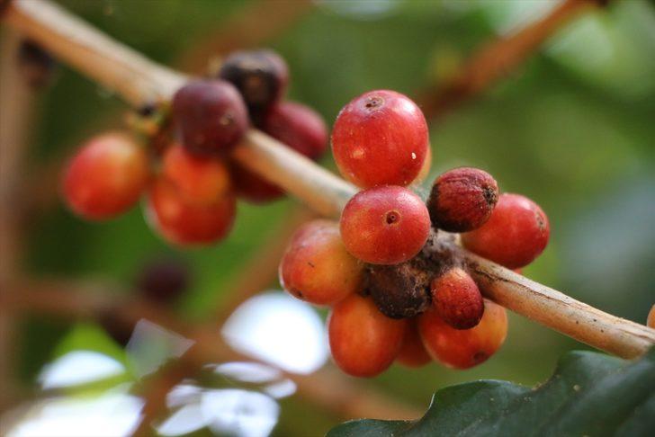 Kedi dışkısından üretilen kahve! Kopi Luwak�ın kilosu bin dolara