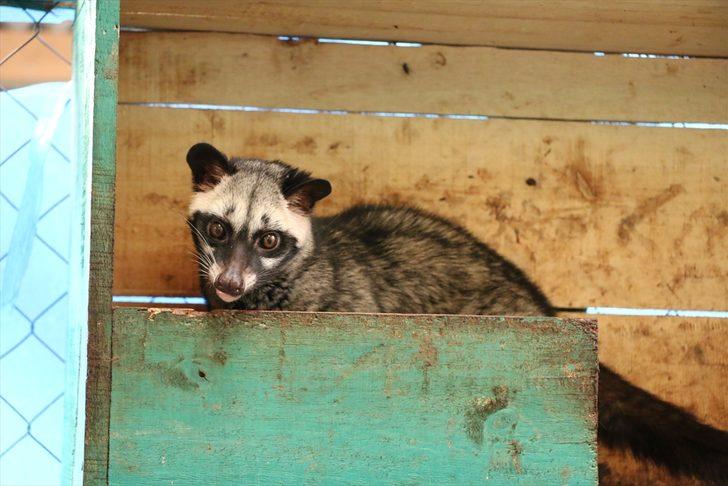 Kedi dışkısından üretilen kahve! Kopi Luwak�ın kilosu bin dolara