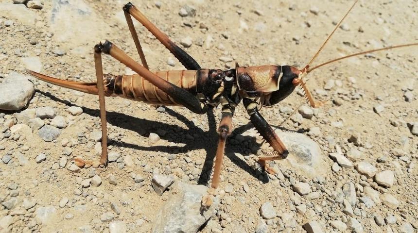 Hakkari&rsquo;de et&ccedil;il &ccedil;ekirge bulundu