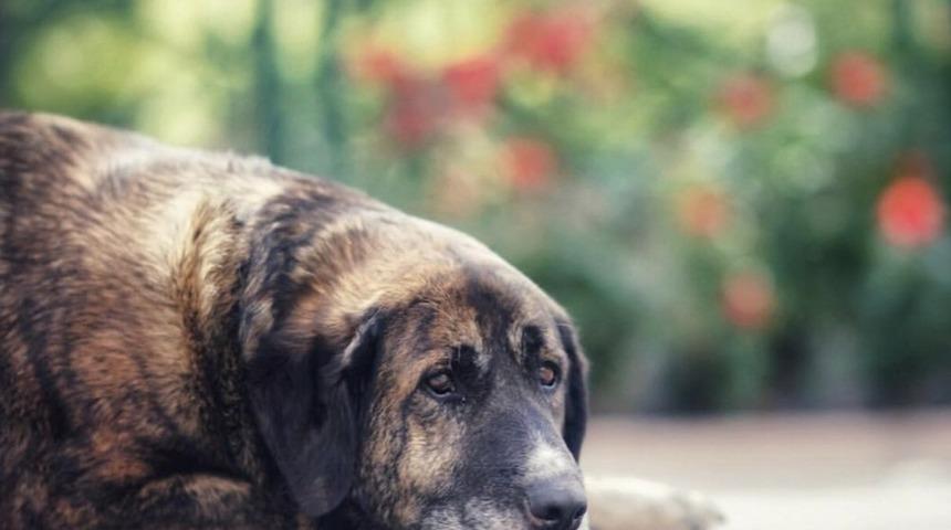 Tepebaşı Belediyesi sokaktaki dostları unutmadı