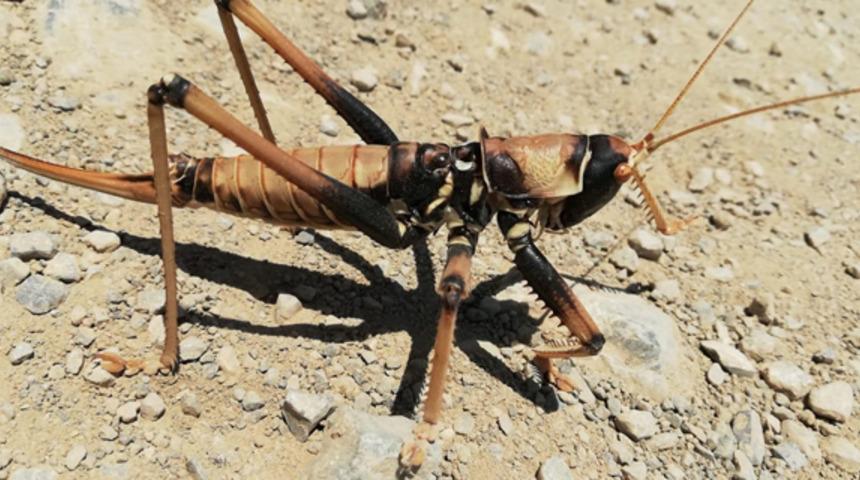 Hakkari&rsquo;de et&ccedil;il &ccedil;ekirge bulundu