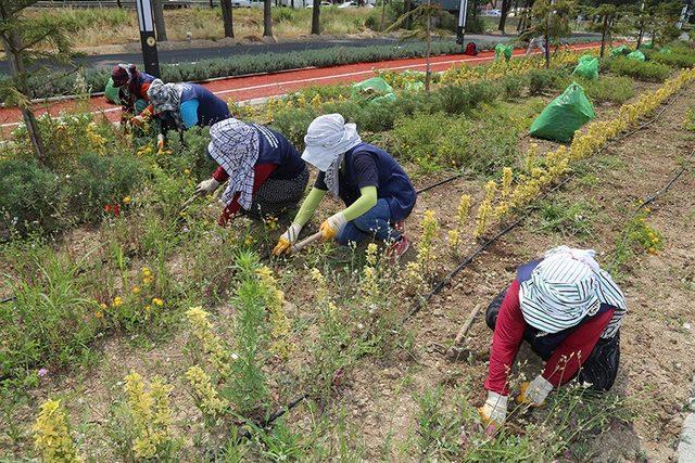Y&uuml;reğir&rsquo;de park ve yeşil alanların bakımları yapılıyor 2