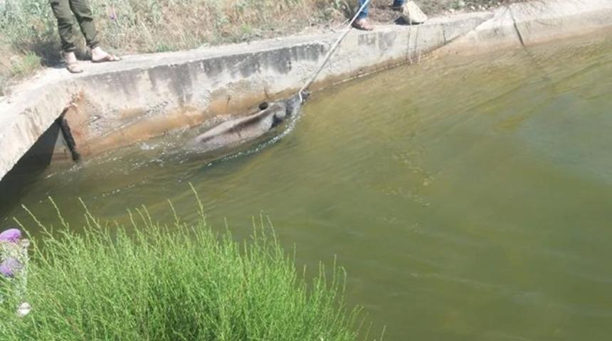 Kanala d&uuml;şen domuzu vatandaşlar kurtardı