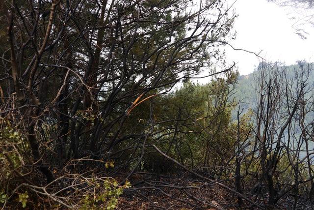Osmaniye'de 2 hektar kızılçam alan yandı