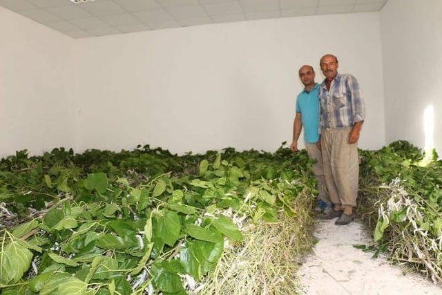 Nallıhan’da ipek böceği gelir kapısı oldu