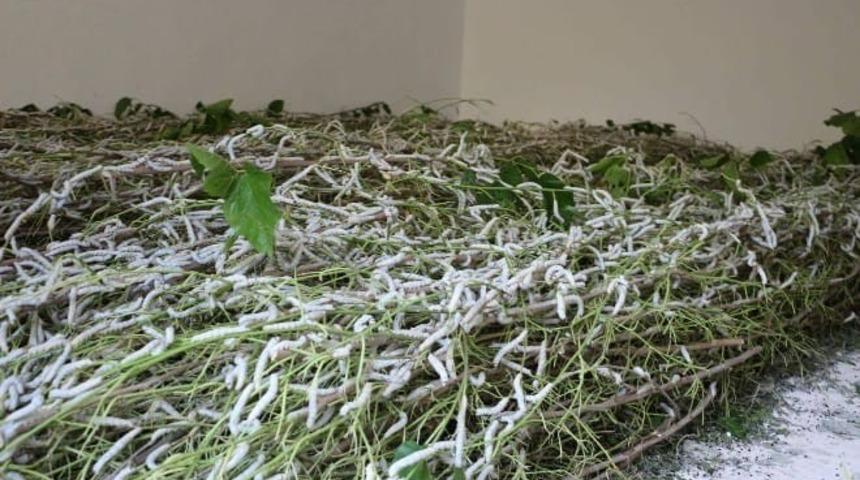 Nallıhan’da ipek böceği gelir kapısı oldu