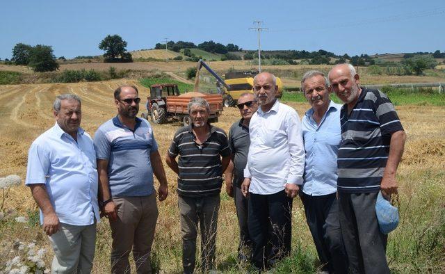 Bafra Ovası’nda buğday hasadı başladı