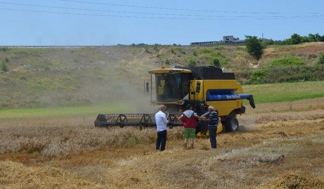 Bafra Ovası’nda buğday hasadı başladı