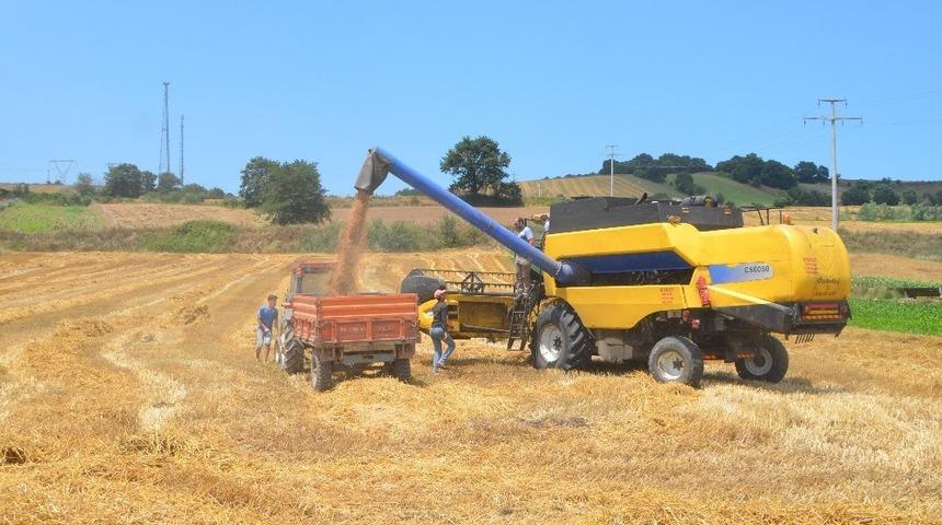 Bafra Ovası’nda buğday hasadı başladı