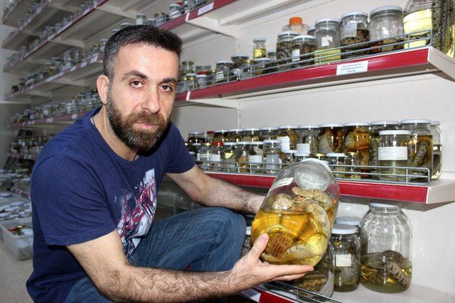 Sürüngen ve kurbağa laboratuvarı müzeye dönüştürülüyor