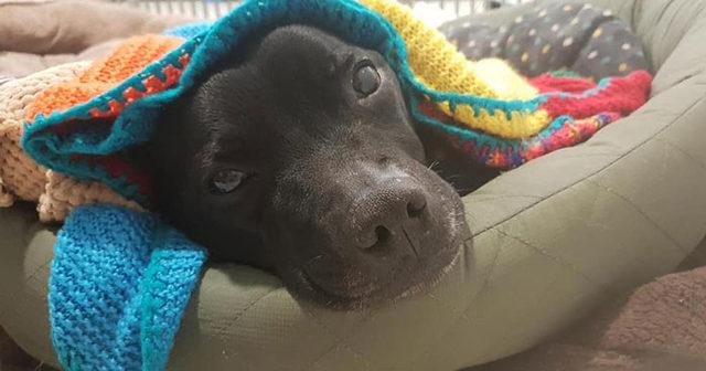 elderly-woman-knits-450-blankets-shelter-dog-dogs-trust-3-5d13842693230__700