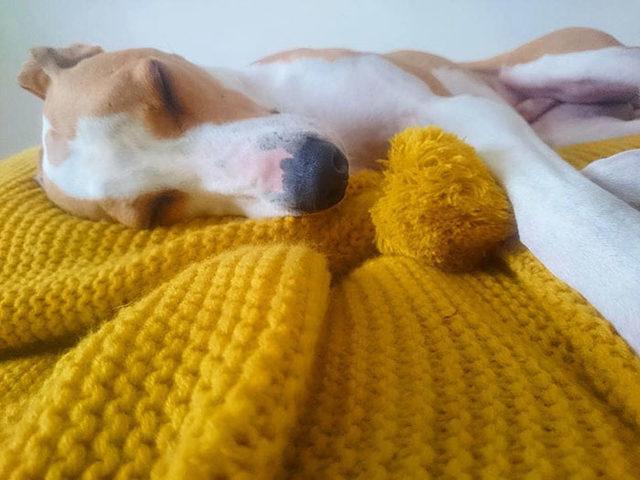 elderly-woman-knits-450-blankets-shelter-dog-dogs-trust-4-5d138428c98f2__700