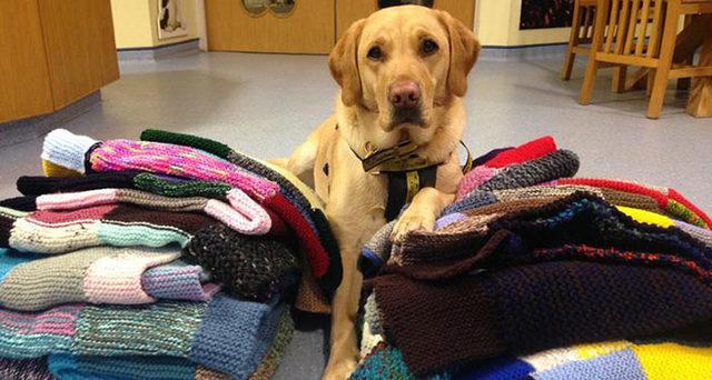 elderly-woman-knits-450-blankets-shelter-dog-dogs-trust-8-5d1384311250c__700