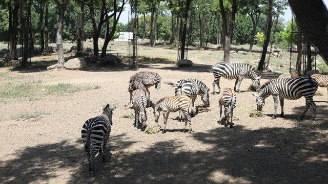 Bursa Hayvanat Bahçesi’nde  yavru zebra sevinci
