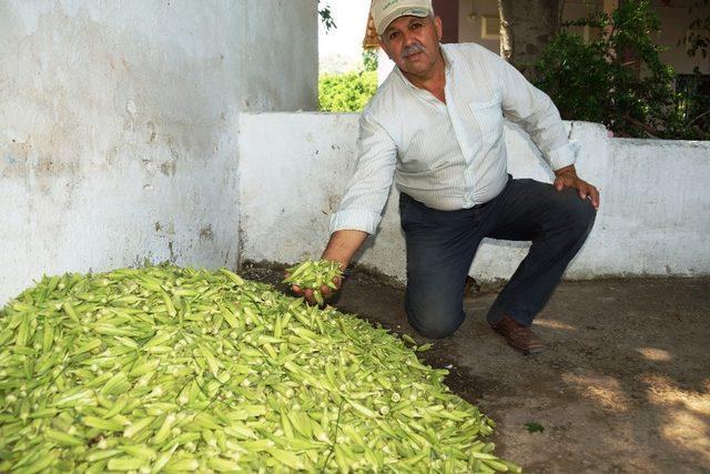 Tezgahta 15 TL’ye kadar satılan bamya yüz güldürdü