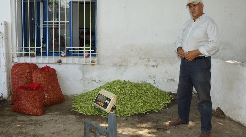 Tezgahta 15 TL’ye kadar satılan bamya yüz güldürdü
