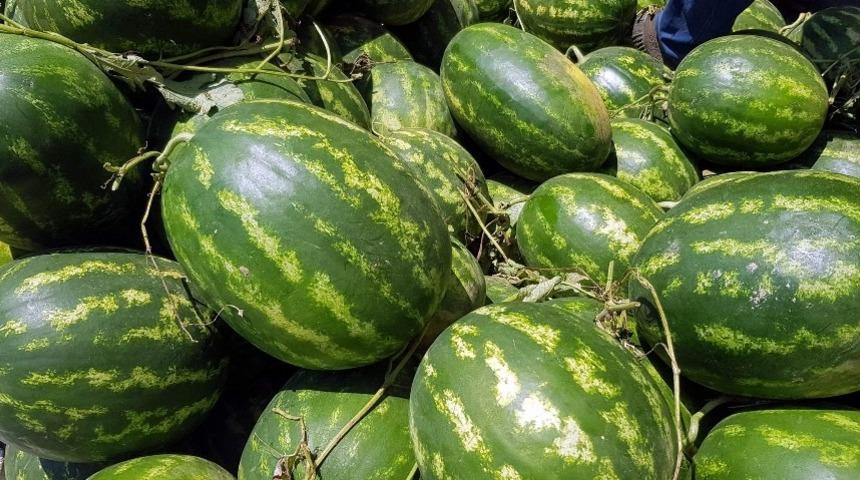 At&ccedil;a karpuzu Almanya yolcusu