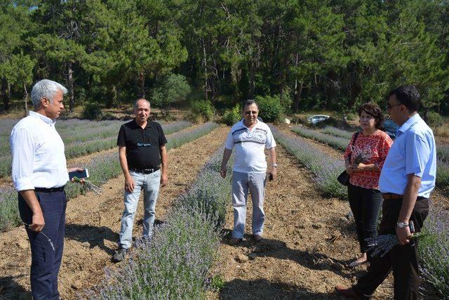 Muğlalı çiftçi için alternatif ürün: Lavanta