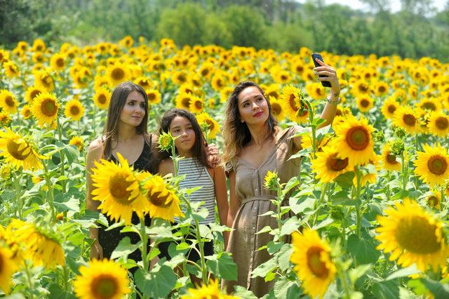 Doğal fotoğraf stüdyosu; ayçiçeği tarlaları