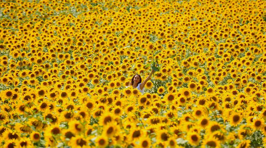 Doğal fotoğraf st&uuml;dyosu; ay&ccedil;i&ccedil;eği tarlaları