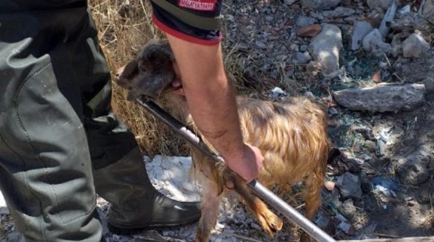 Kuyuya d&uuml;şen ke&ccedil;iyi itfaiye ekipleri kurtardı