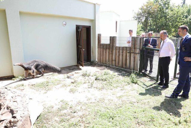 Bursa Hayvanat Bah&ccedil;esi nde zebra sayısı 18 e &ccedil;ıktı 1