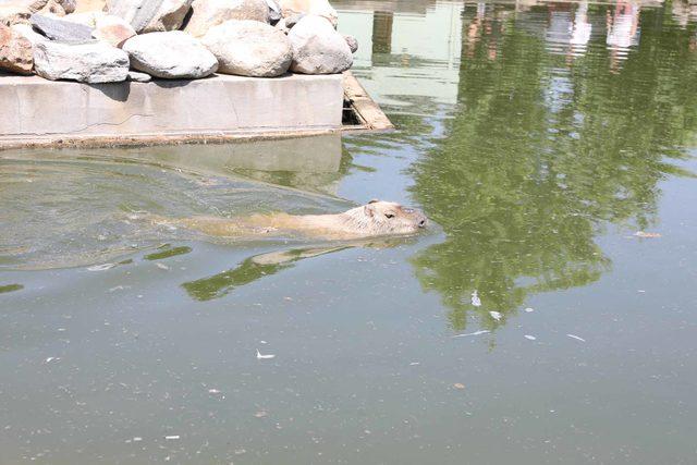 Bursa Hayvanat Bah&ccedil;esi nde zebra sayısı 18 e &ccedil;ıktı 4