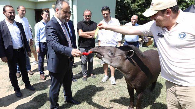 Bursa Hayvanat Bahçesi'nde zebra sayısı 18'e çıktı