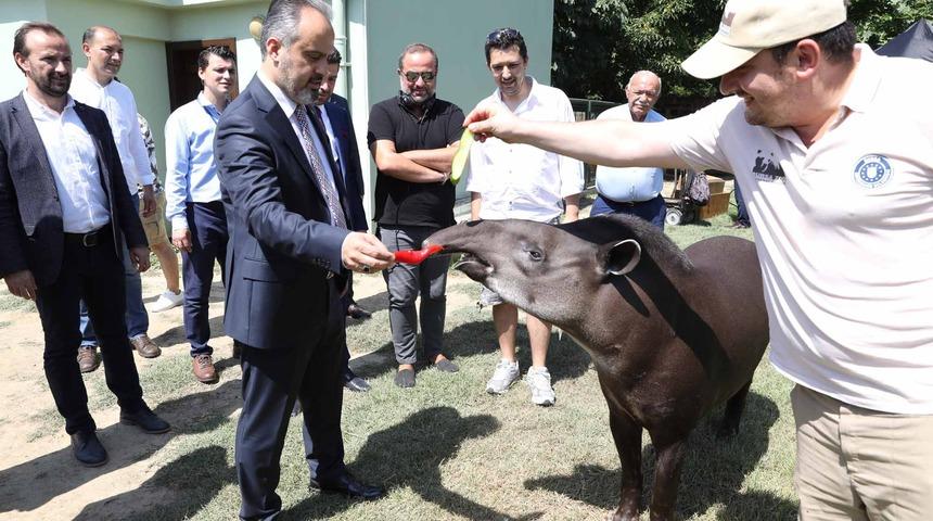 Bursa Hayvanat Bah&ccedil;esi'nde zebra sayısı 18'e &ccedil;ıktı