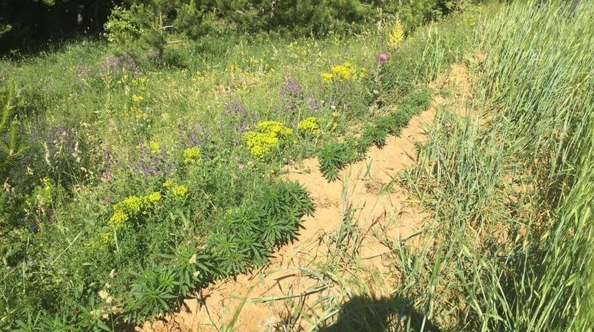 Emniyet g&uuml;&ccedil;lerinden Tosya&rsquo;da kenevir operasyonu