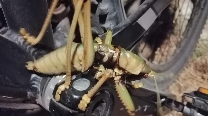 20 santimlik çekirge şaşırttı!