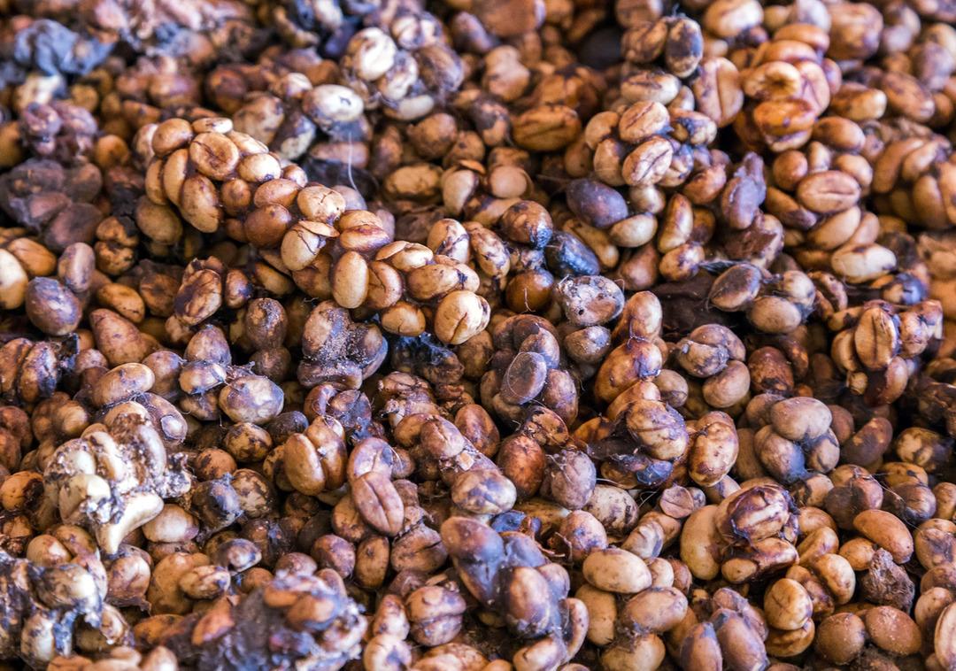 Kedi dışkısından &uuml;retilen kahve! Kopi Luwak'ın kilosu bin dolara satılıyor