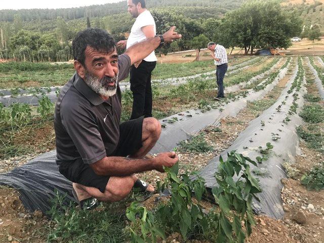 Armutlu’da organik çiftlik sezonu başladı