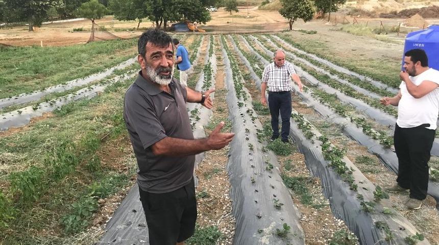 Armutlu&rsquo;da organik &ccedil;iftlik sezonu başladı