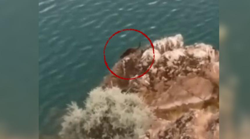 Nesli tükenme tehlikesi altındaki su samuru Tunceli'de görüntülendi