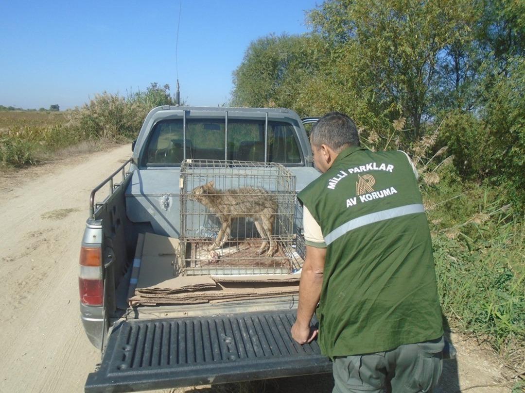 Yaralı halde bulunan 138 yaban hayvanından 70&rsquo;i doğaya geri d&ouml;nd&uuml;