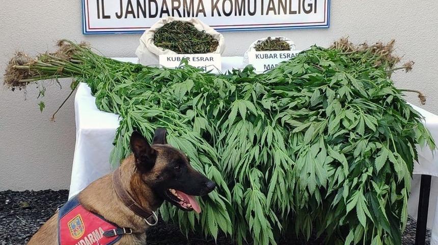 Muğla jandarmasından kenevir operasyonu