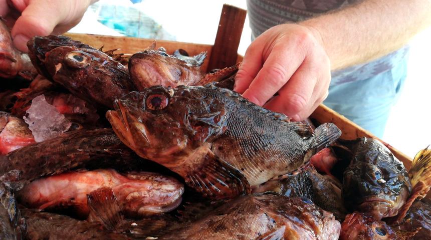 G&ouml;r&uuml;nt&uuml;s&uuml; &ccedil;irkin balık iskorpite ilgi