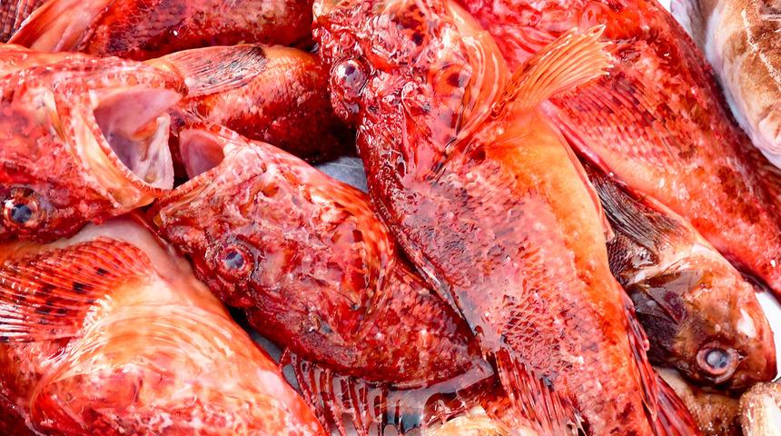 Görüntüsü korkunç ama lezzeti büyük! İskorpit balığı çorbasına yoğun ilgi