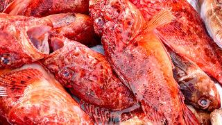 Görüntüsü korkunç ama lezzeti büyük! İskorpit balığı çorbasına yoğun ilgi