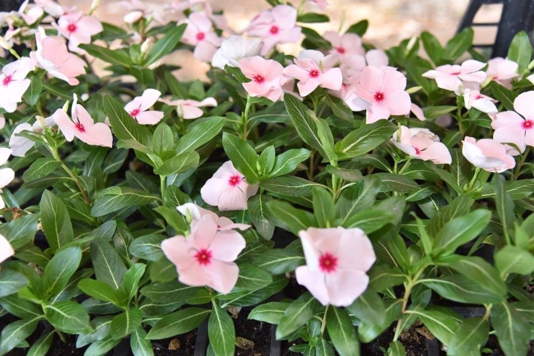 Toroslar Belediyesi, vatandaşa dağıtmak &uuml;zere &ccedil;i&ccedil;ek &uuml;retiyor